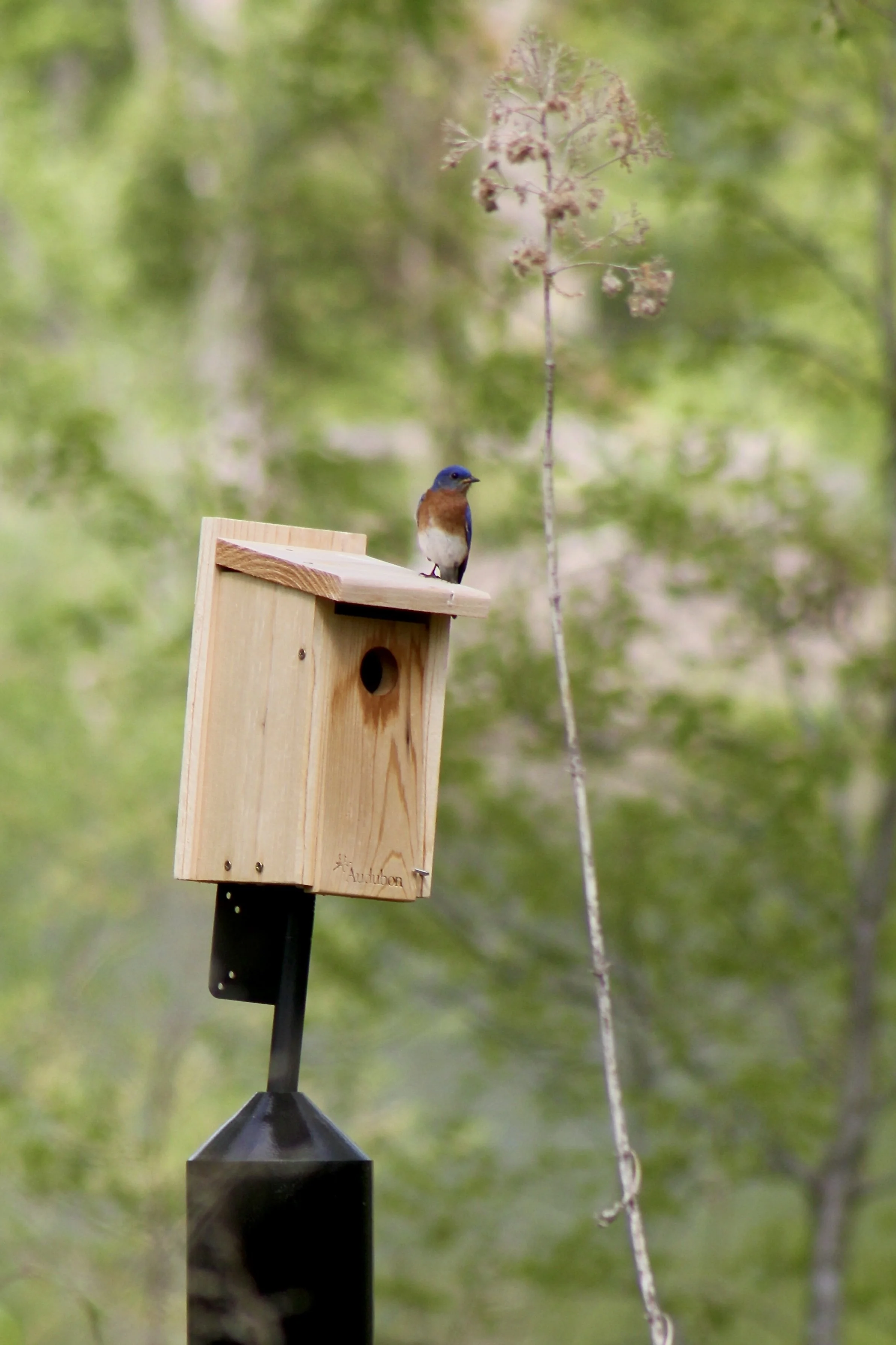 Bluebird perched on nesting box.JPG