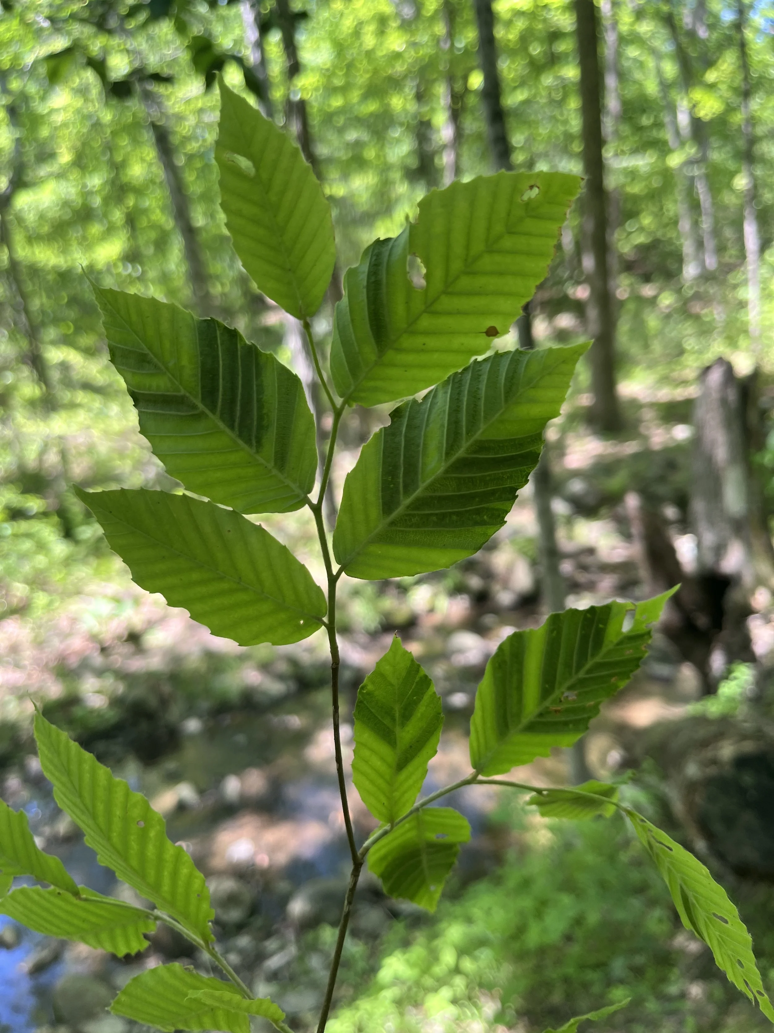  Signs of beech leaf disease: dark banding between veins 