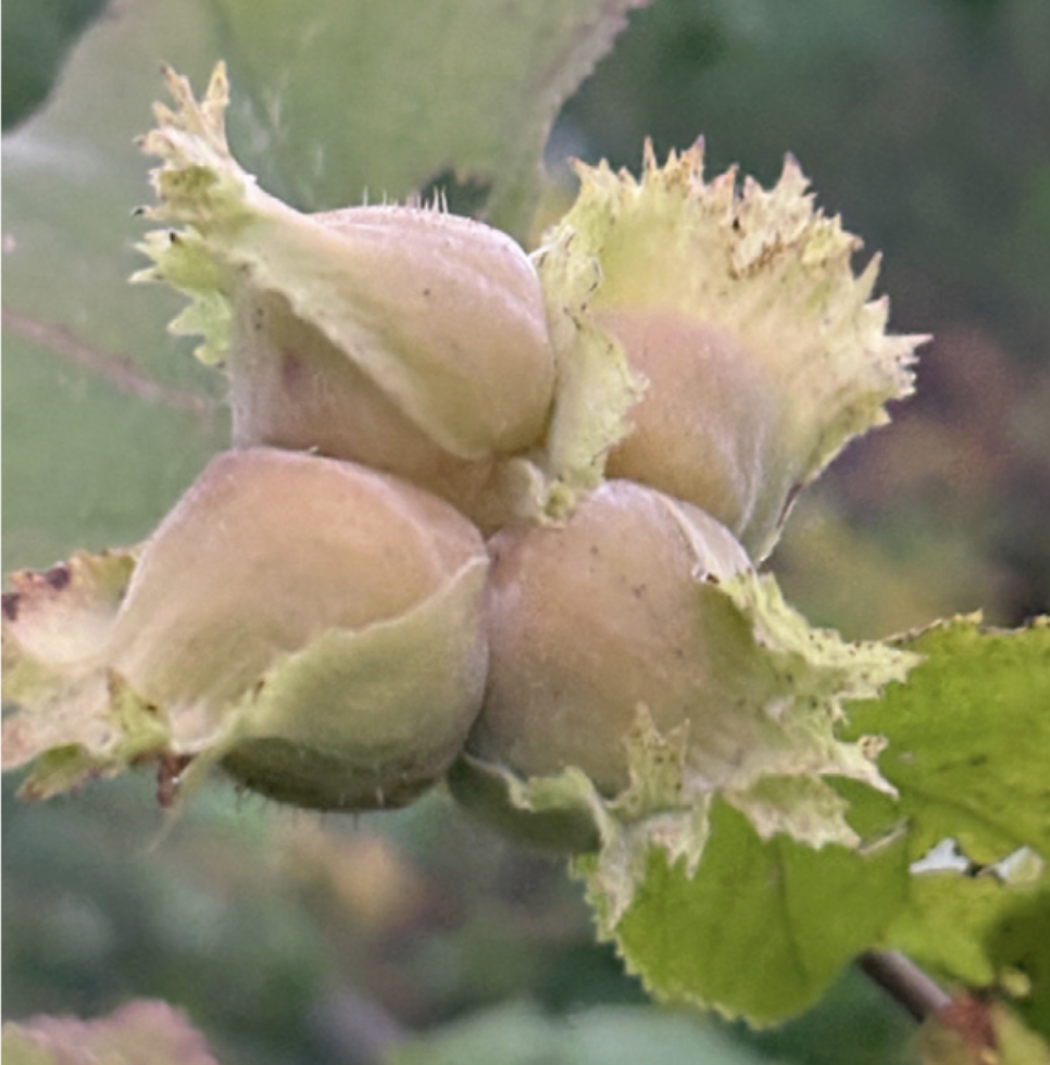  Native hazelnuts at the Preserve 