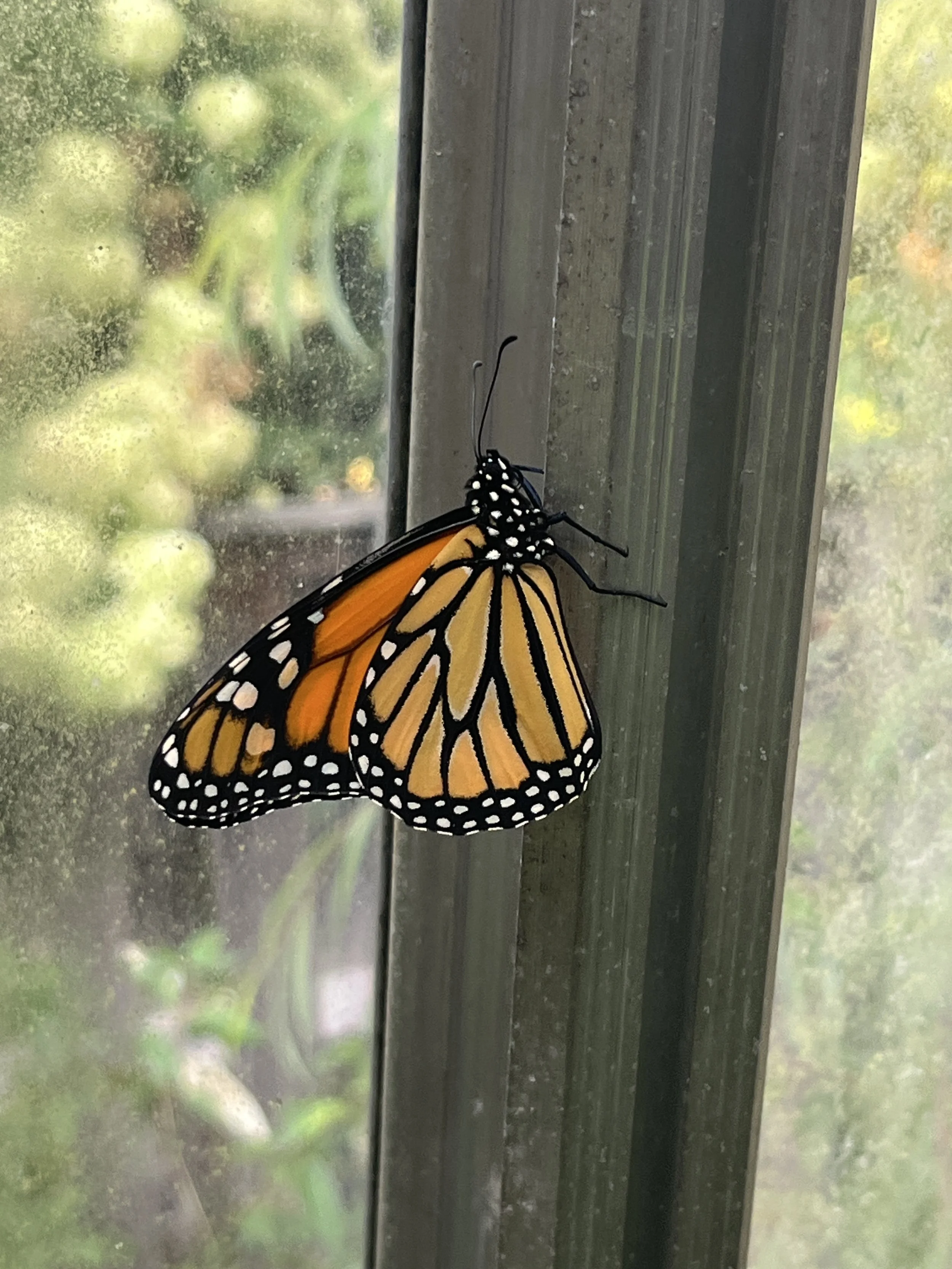 monarch2 (1).JPG