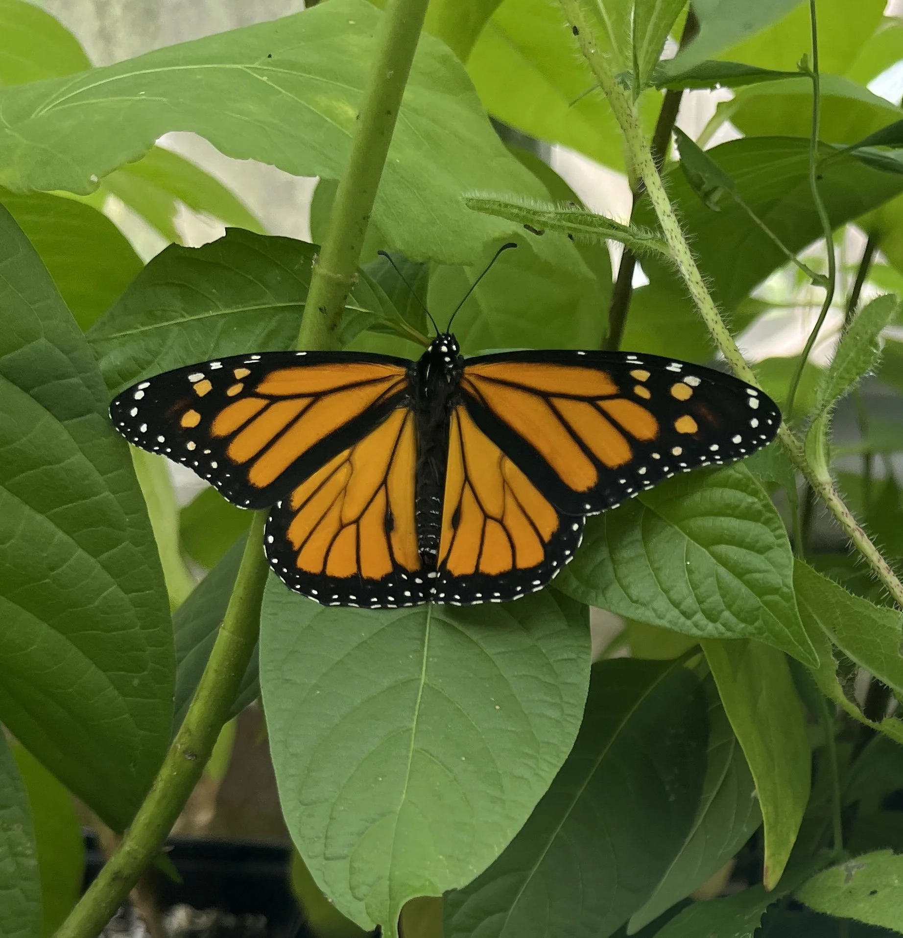 Monarch in greenhouse (1).JPG