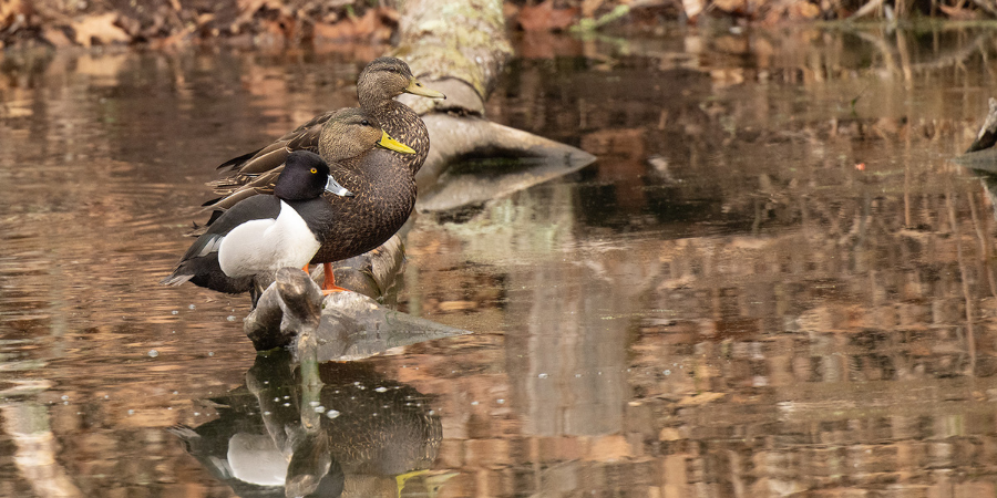 Waterfowl Nature Walk with SJ Wildlife Tours // January 18th, 2026 