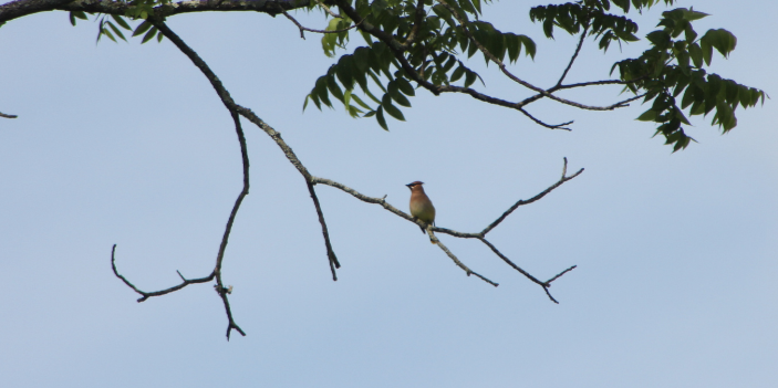 Great Backyard Bird Count with FOPOS &amp; SJ Wildlife Tours // February 16th 2026