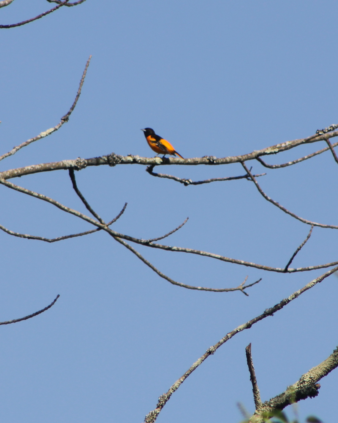 FOPOS Nature Book Club: A Bird Came Down the Walk: Select Bird Poems // 2.6.26