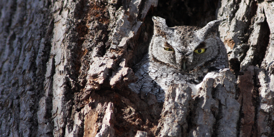 FOPOS Eastern Screech Owl Walk with South Jersey Wildlife Tours // Saturday, March 21