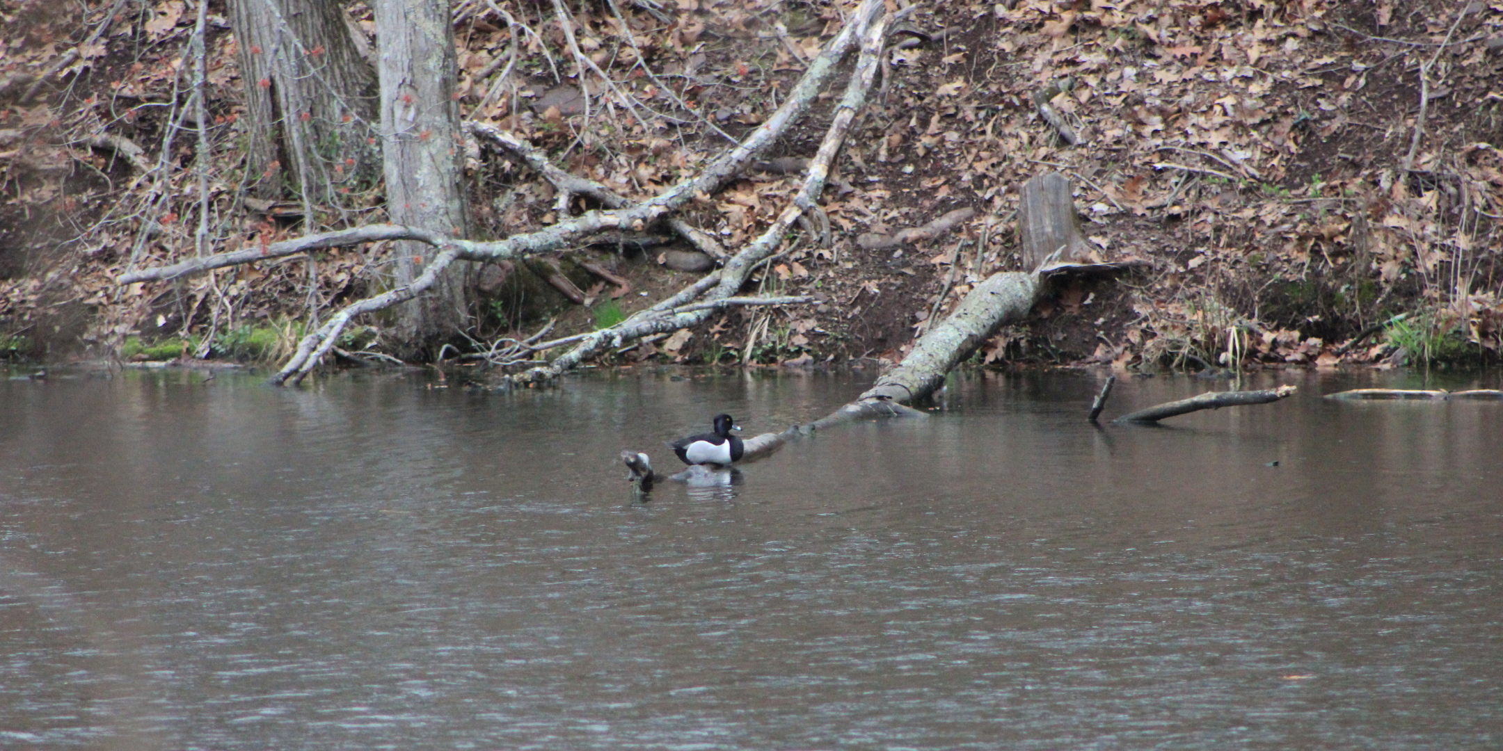 FOPOS Spring Bird Walk with Winnie Hughes Spar // Saturday, April 11th