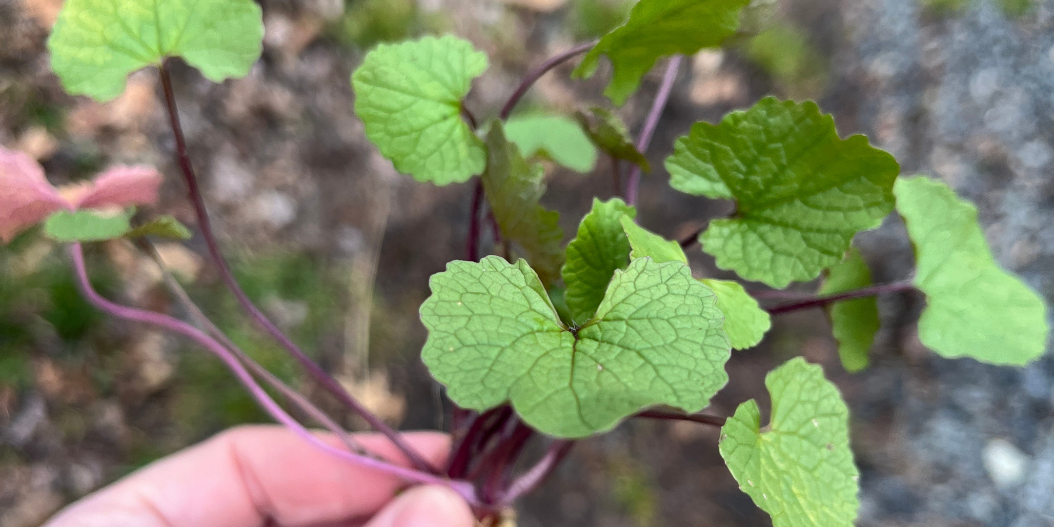 Foraging Invasives as Stewardship: Garlic Mustard // Saturday, April 11th