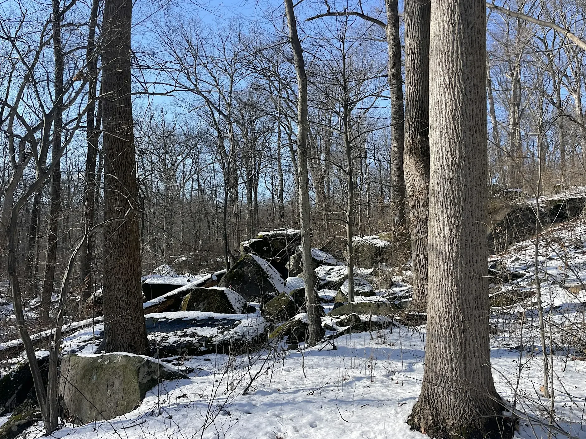 Celebration of Witherspoon Woods and 153 Acre Wood with the Old Growth Forest Network// Monday, April 20th