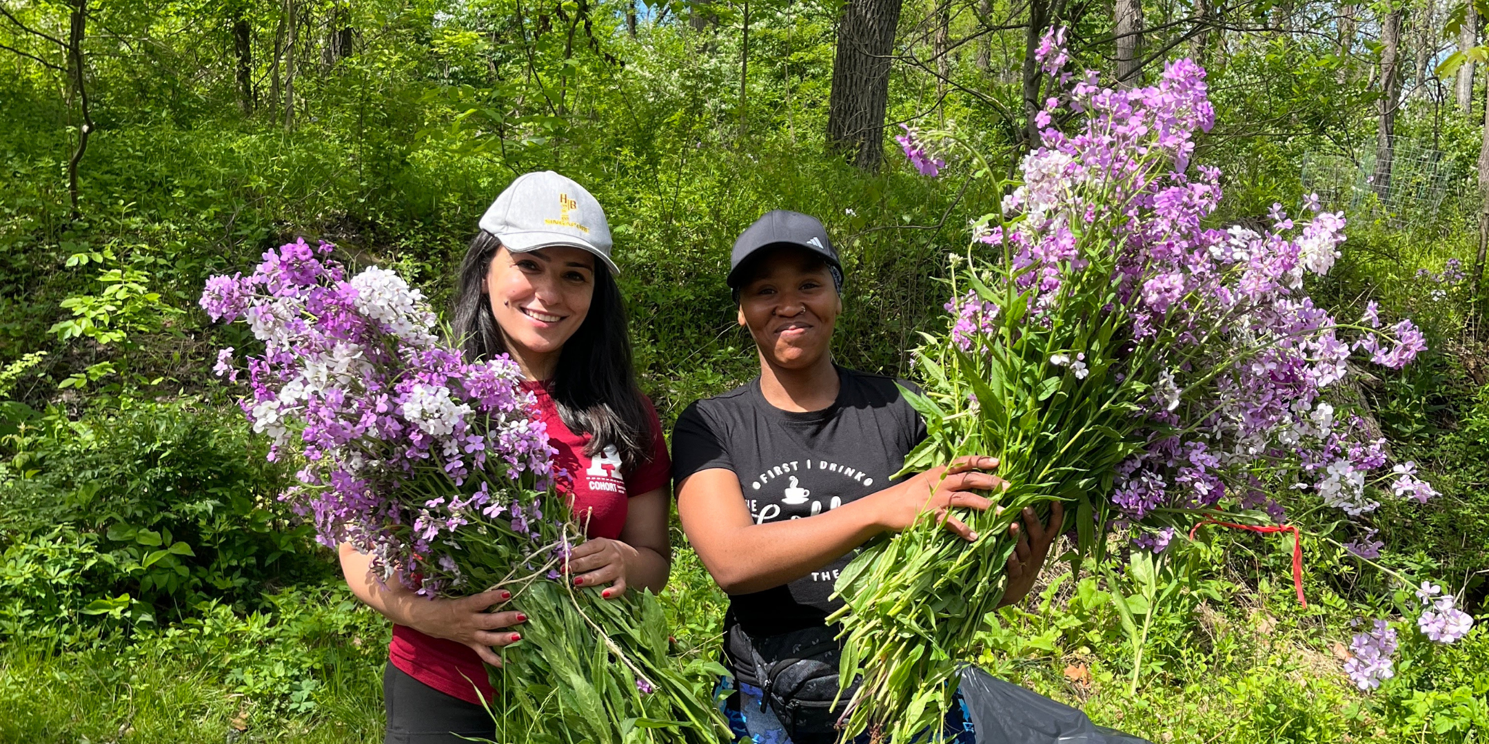 Foraging Invasive Plants as Stewardship: Dames Rocket // Saturday, May 9th
