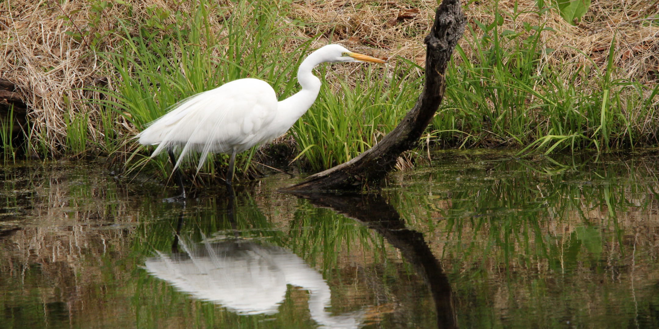 FOPOS Spring Bird Walk with Winnie Hughes Spar // Saturday, June 6th