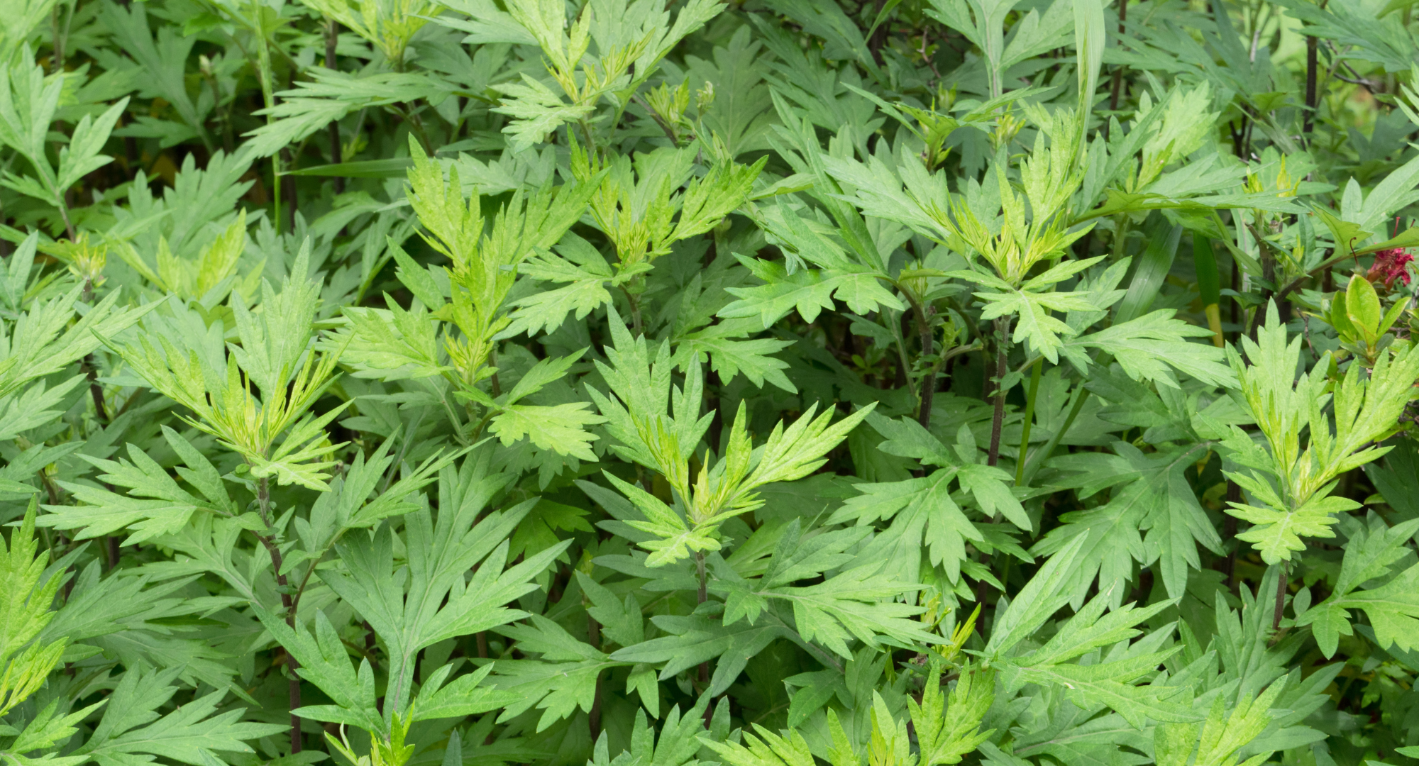 FOPOS Foraging as Stewardship: Mugwort // Sunday, June 7th