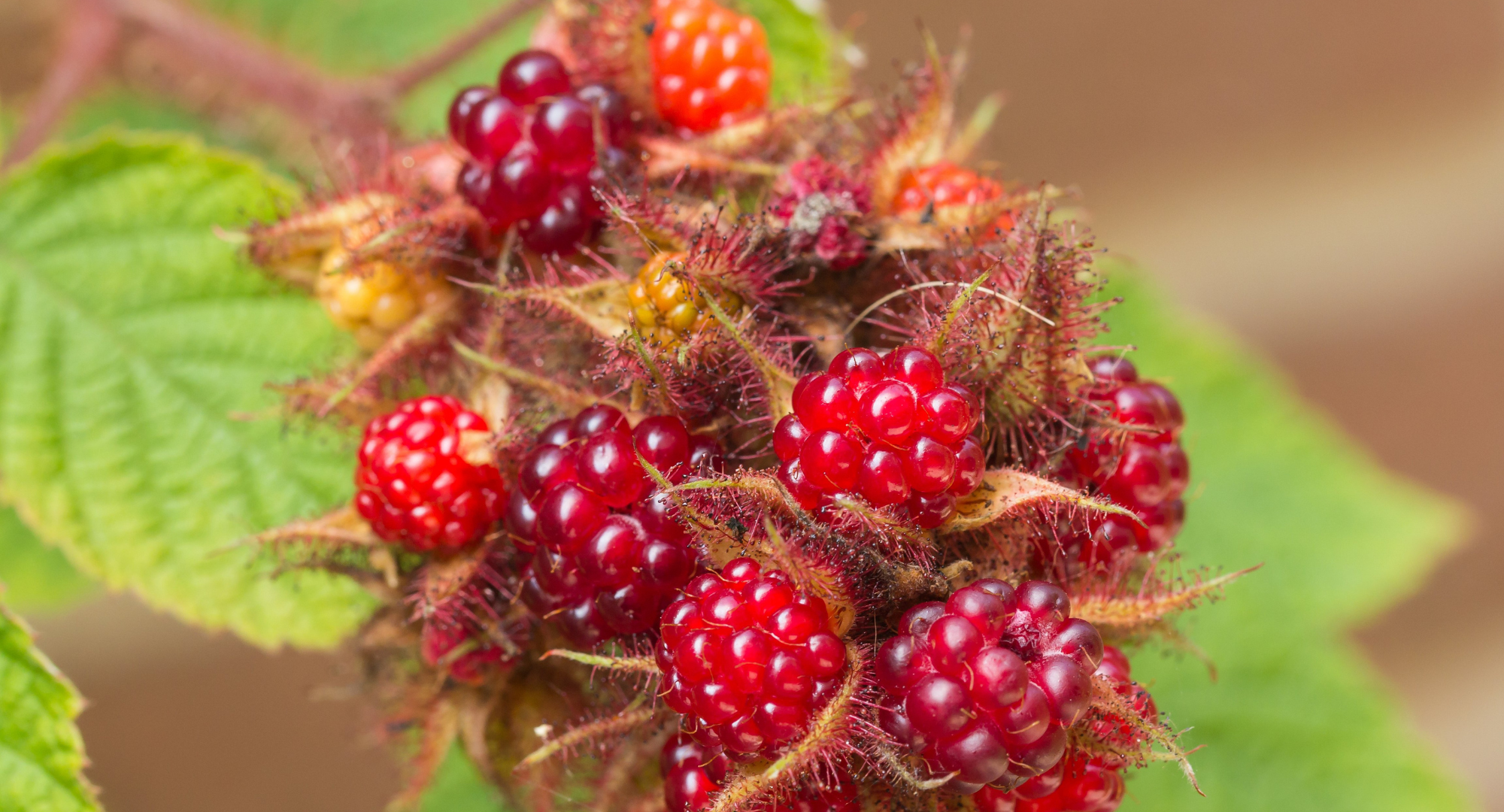 FOPOS Foraging as Stewardship: Wineberries // Saturday, July 11th
