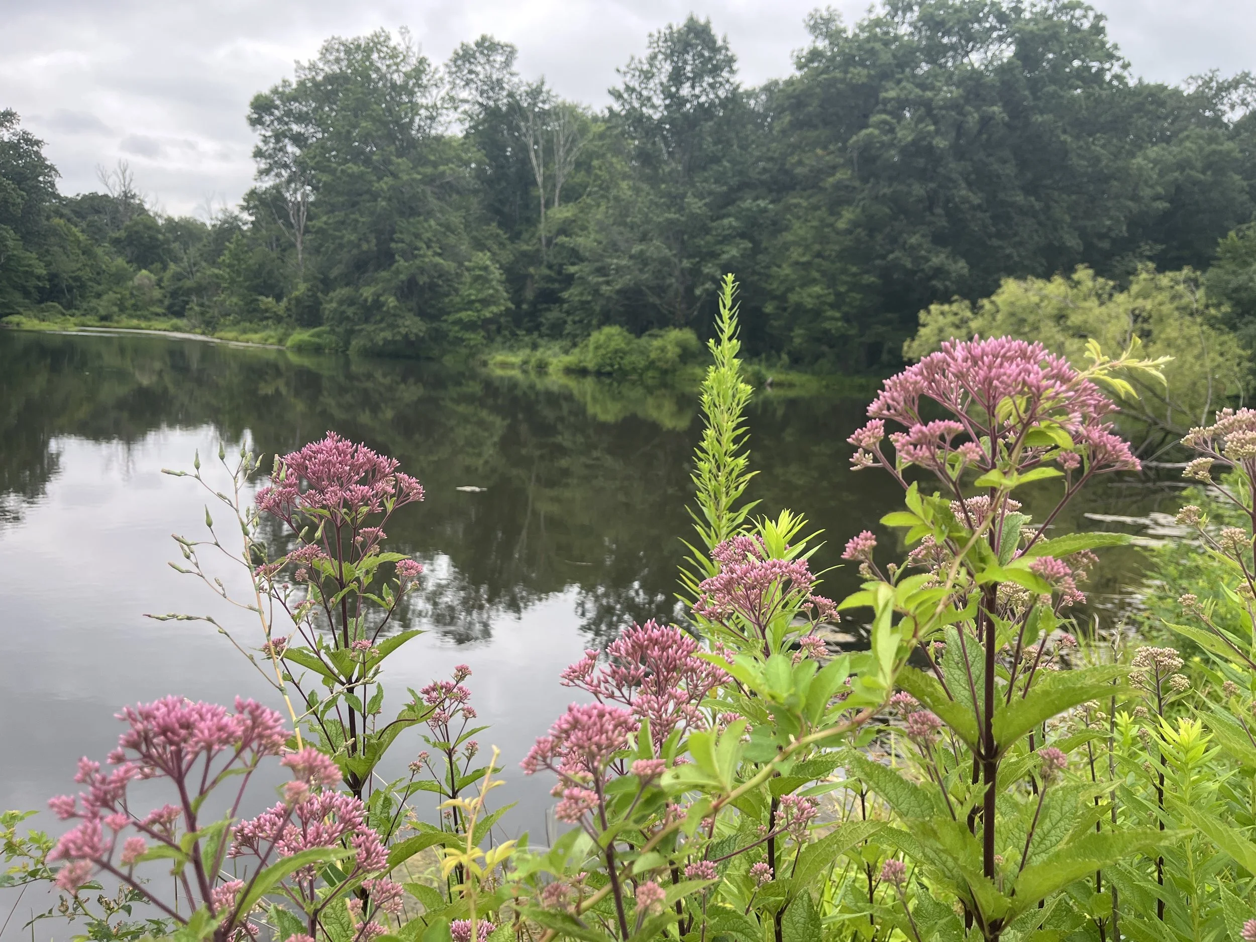 FOPOS July Nature Walk // Monday, July 13th