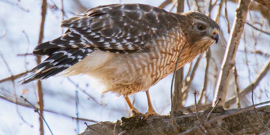 FOPOS Fall Bird Walk with Winnie Hughes Spar // Saturday, September 5th