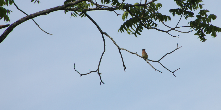 FOPOS Fall Bird Walk with Winnie Hughes Spar // Saturday, October 17th