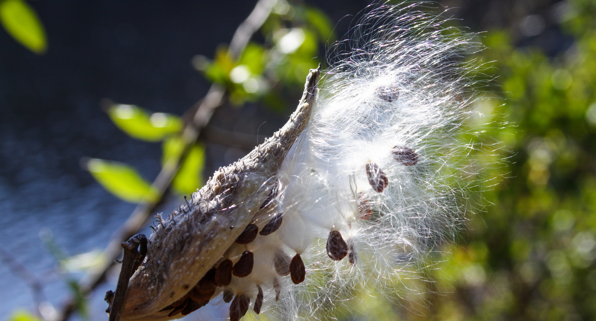 FOPOS Fall Seed Collection Nature Walk // Monday, October 12th