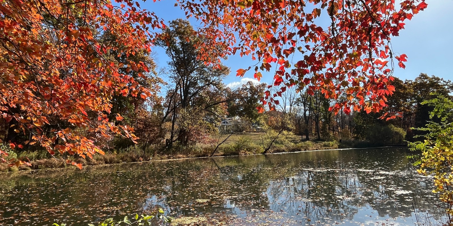 FOPOS October Nature Walk // Saturday, October 31st