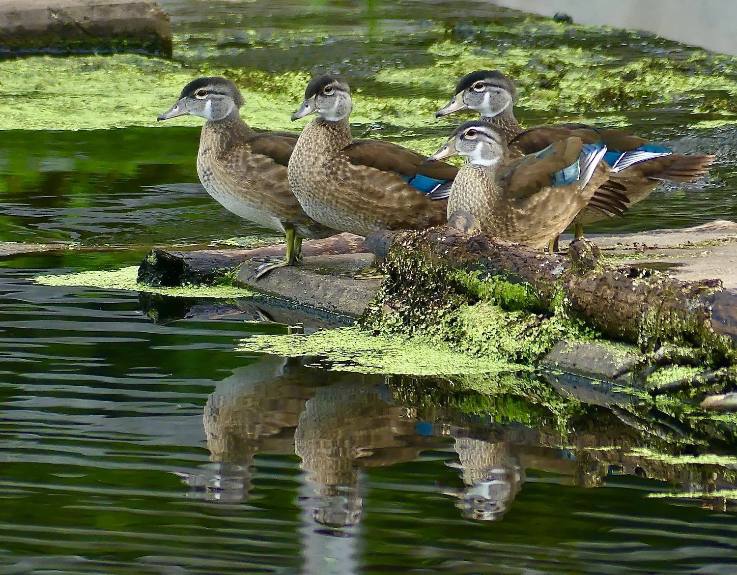 Merry Ellen Scofield Wood Ducks.jpeg