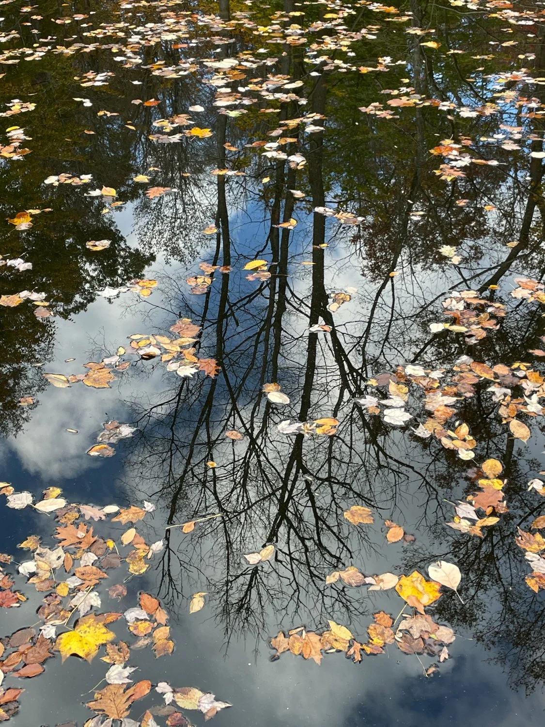 AureliaLambertPreserveLeaves.jpg
