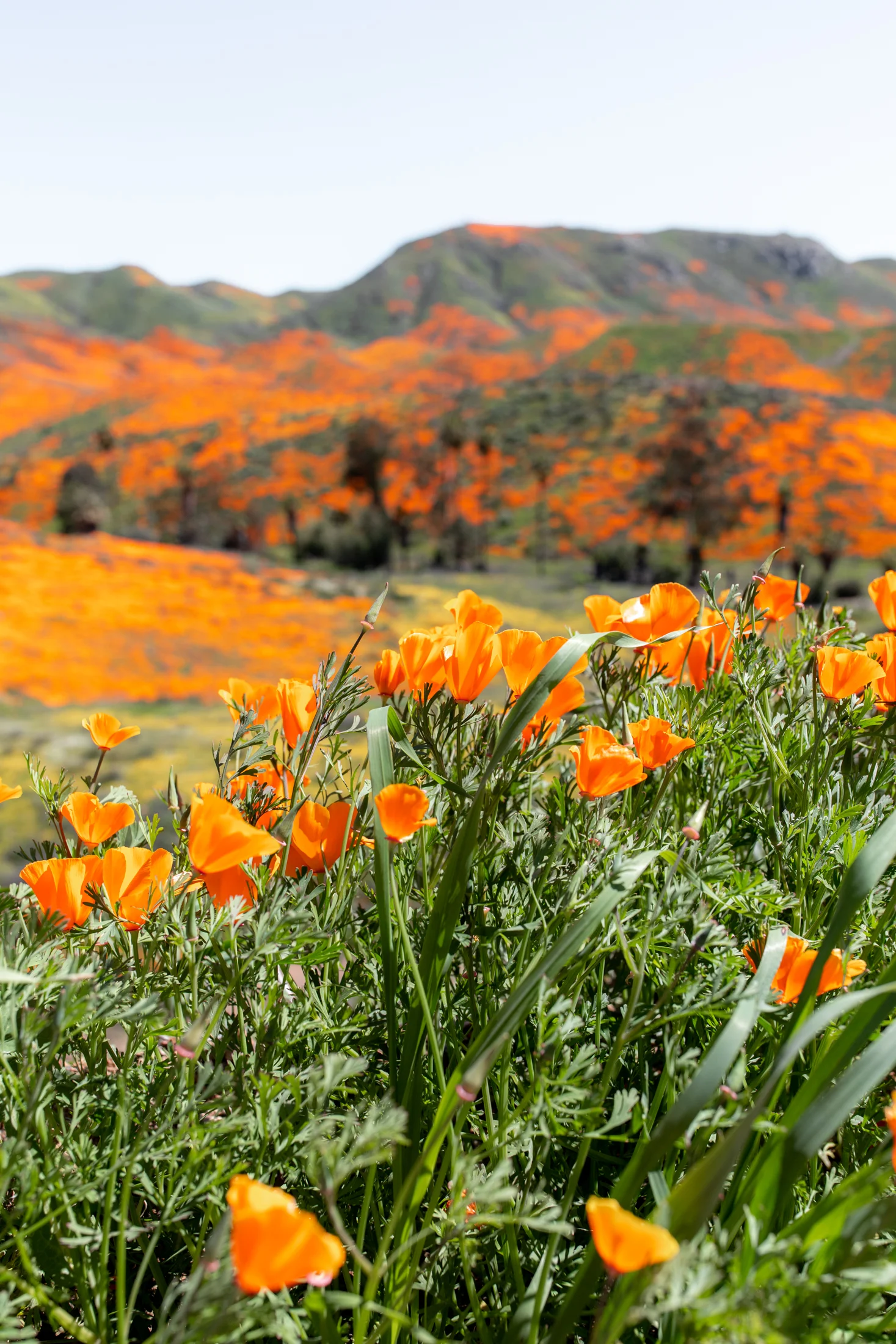 super bloom-59.jpg