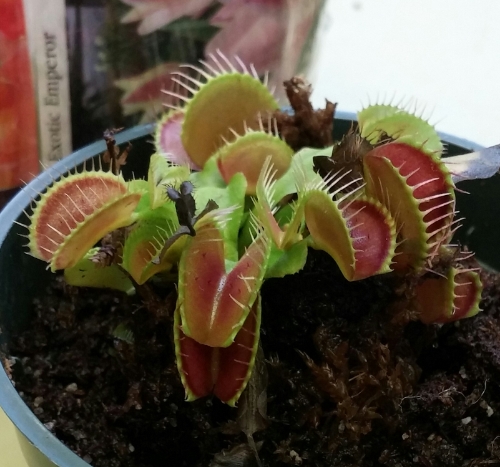 Their favorite activity was feeding the Venus flytrap!