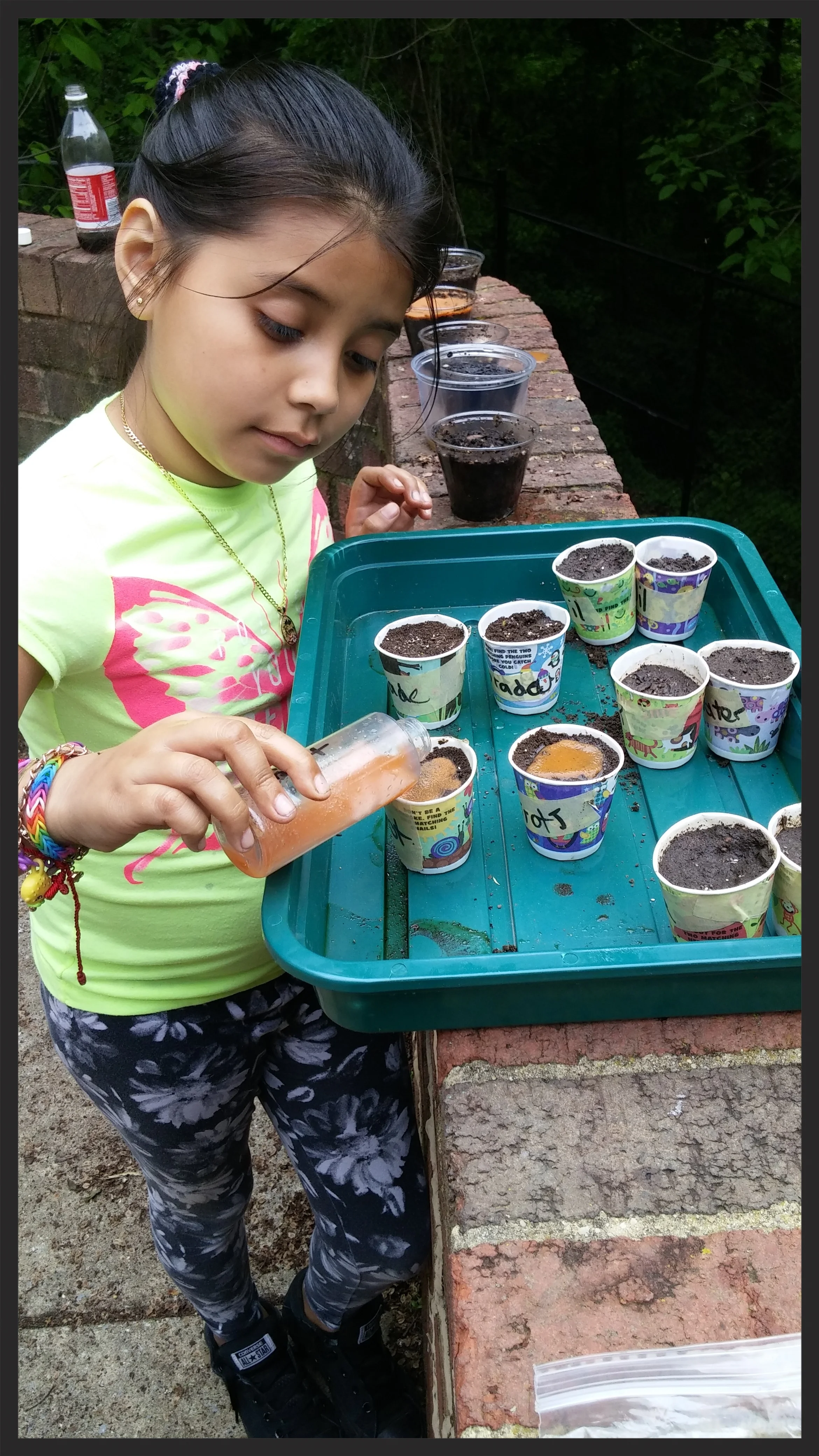Adding a super special carrot water mix to her group's plants. Will they grow?