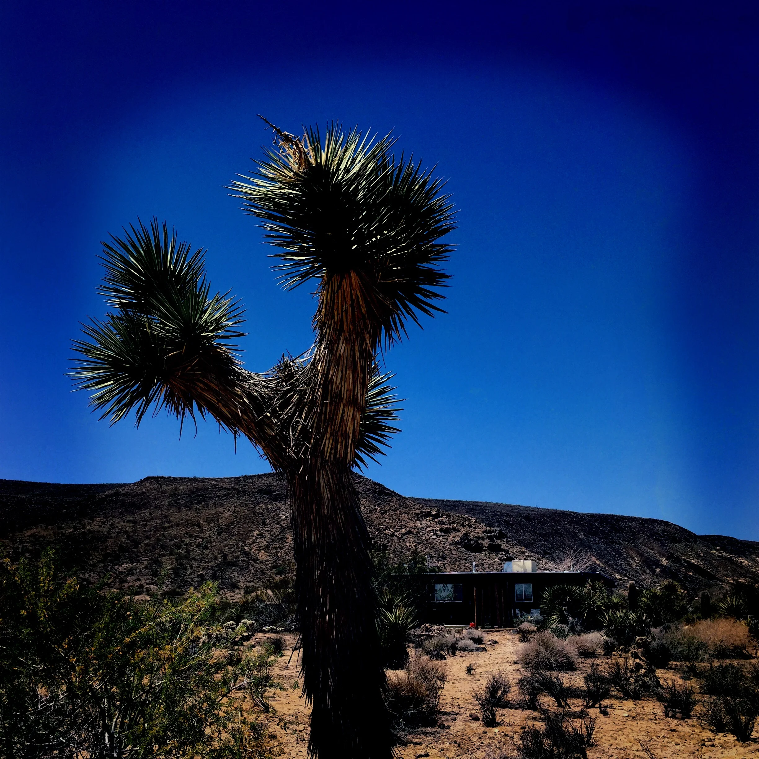 Joshua Tree at Jemez Homestead