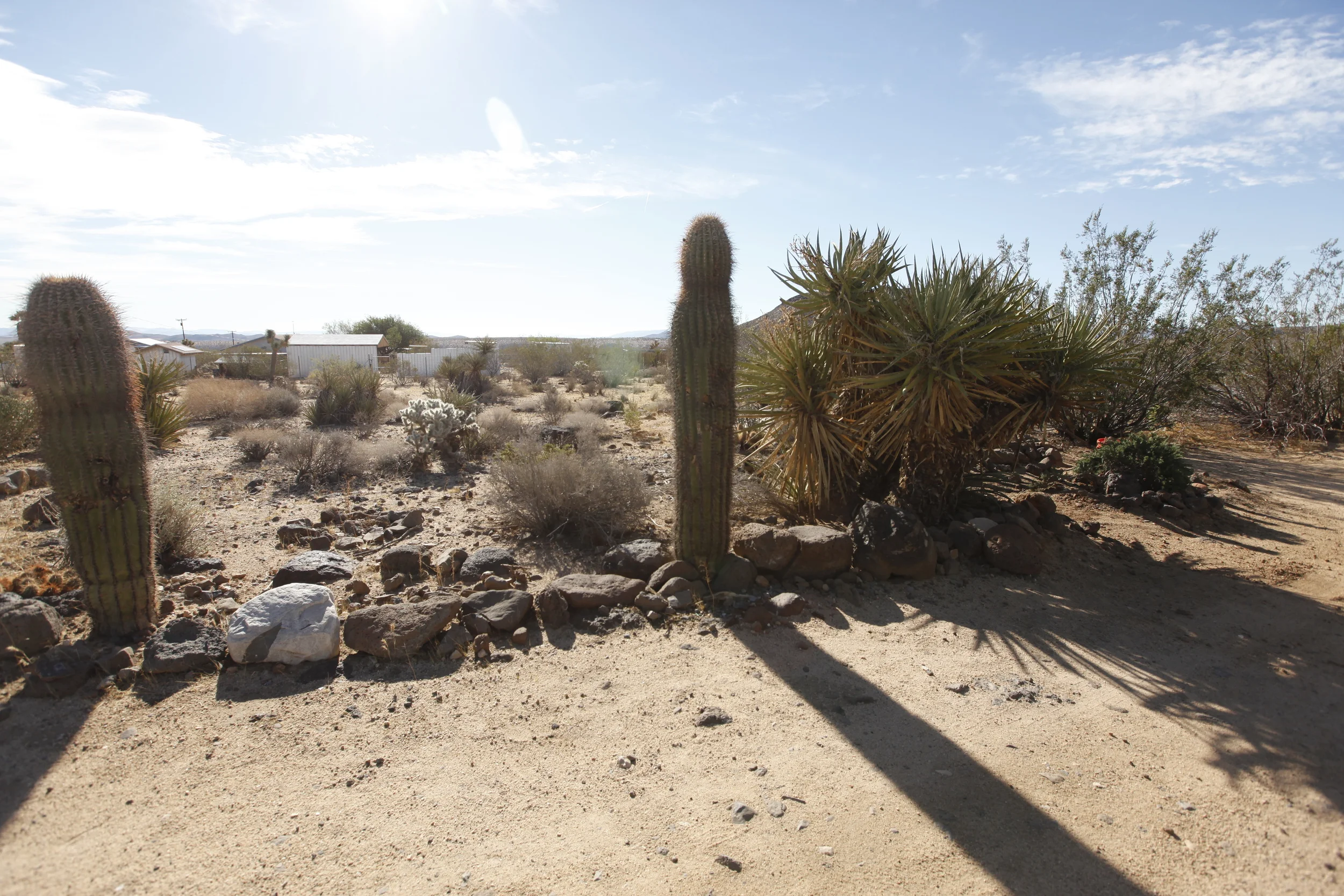 Saguaro Cactus ( we think - maybe just the arms) from Stillman's 