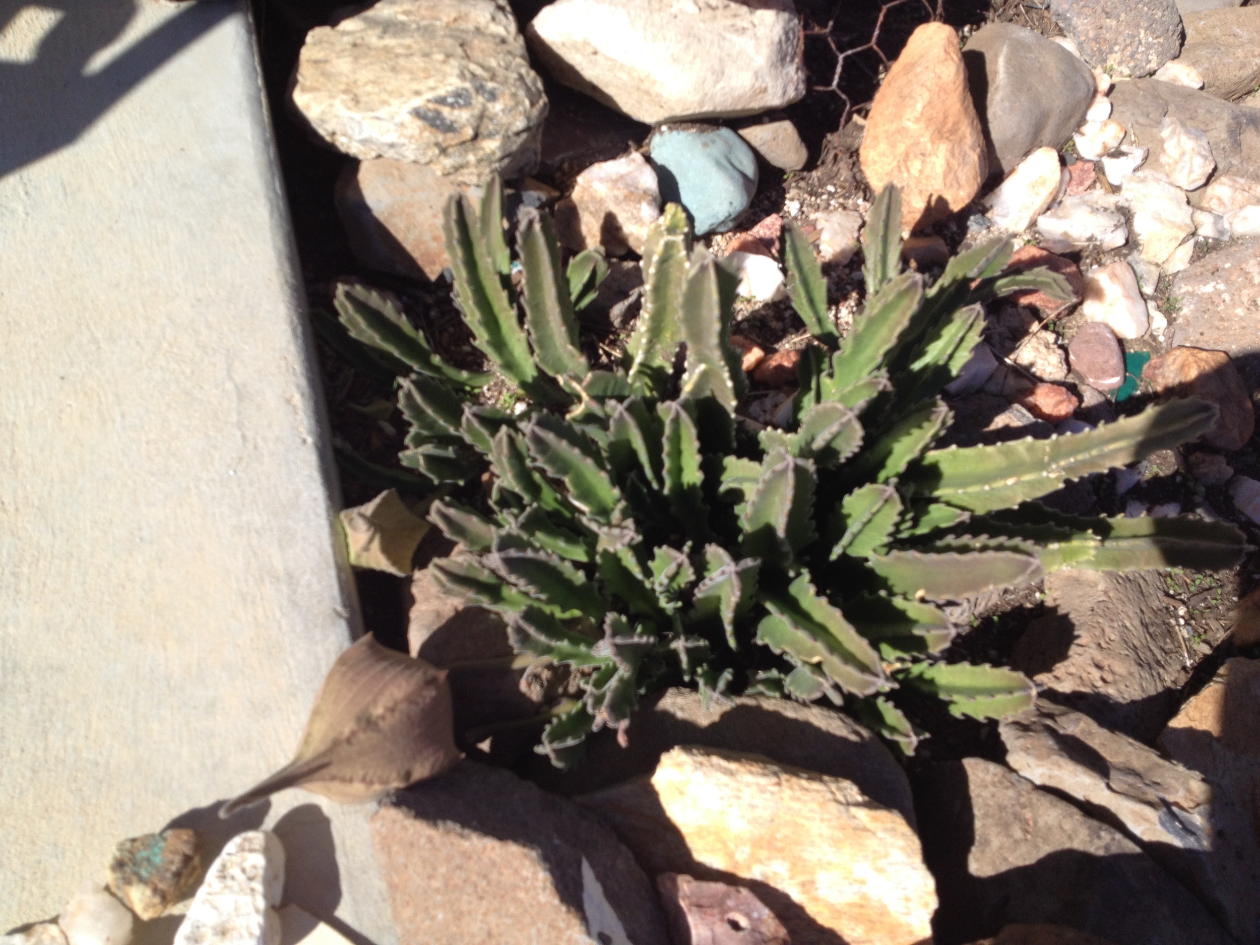 Unusual south american cactus - gift of Cristina Shallcross