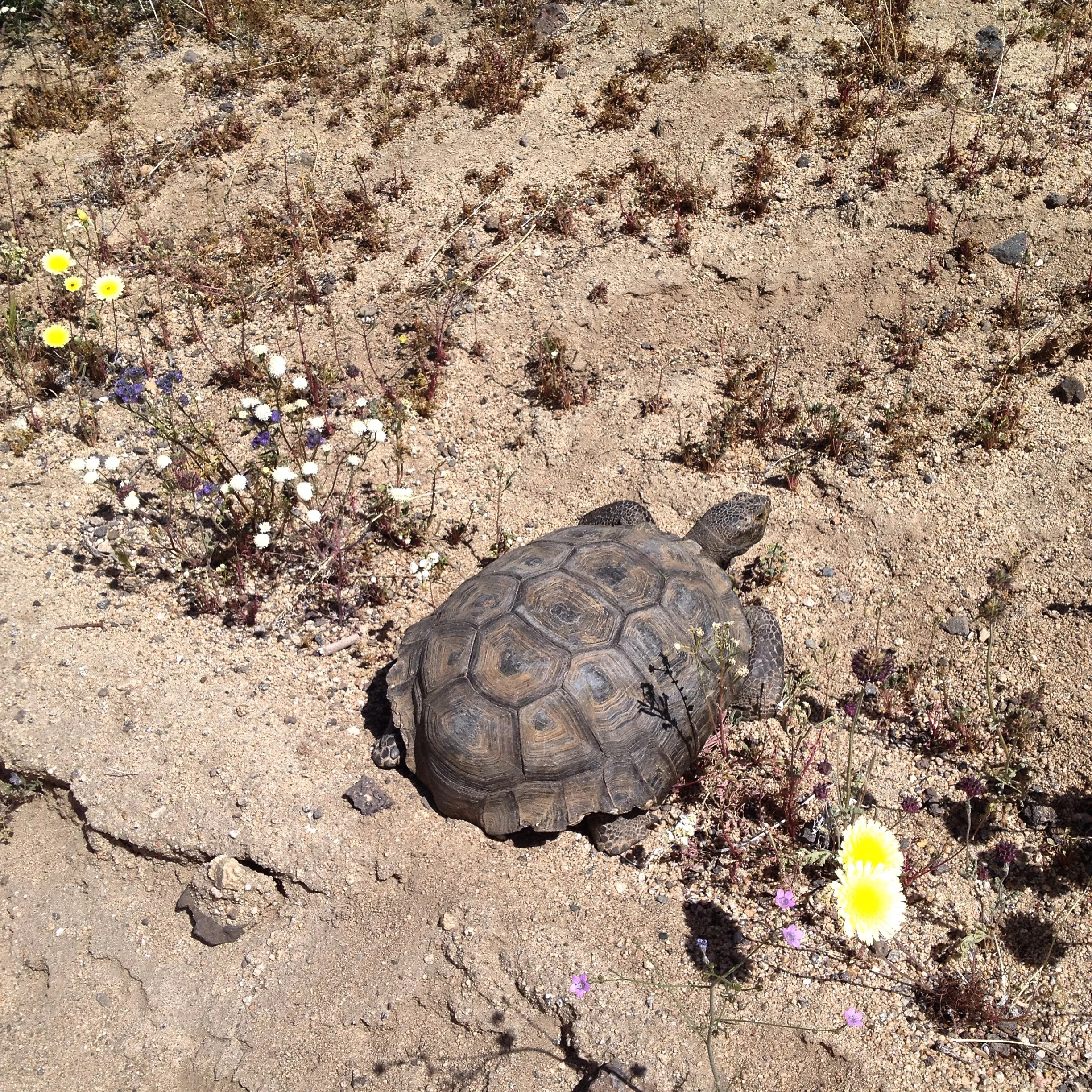 another Desert Tortoise 2015