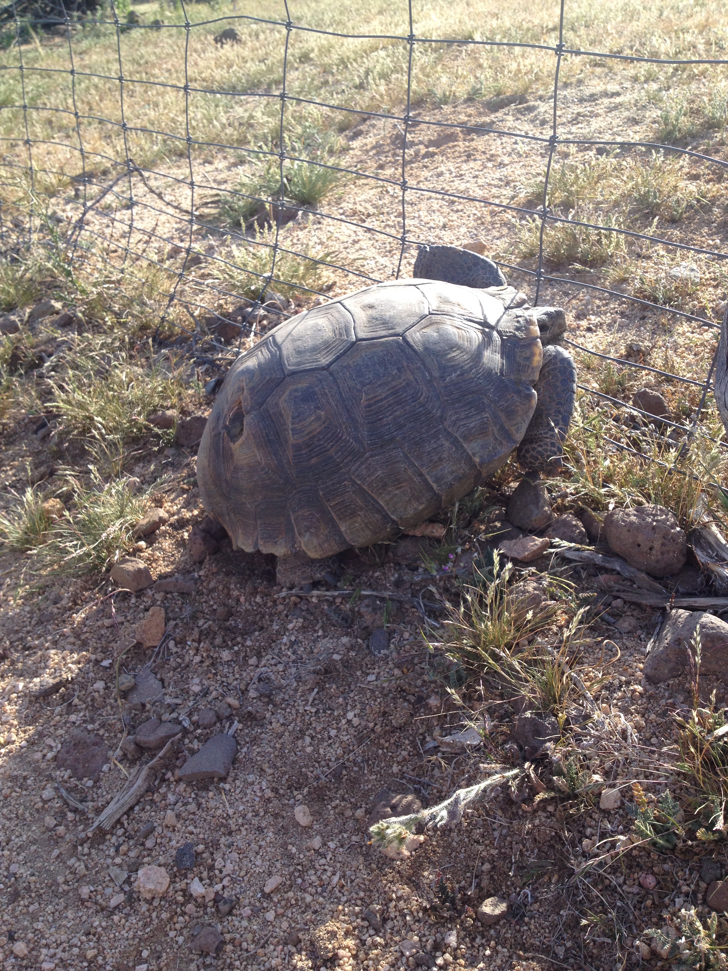2016 Desert Tortoise visitor