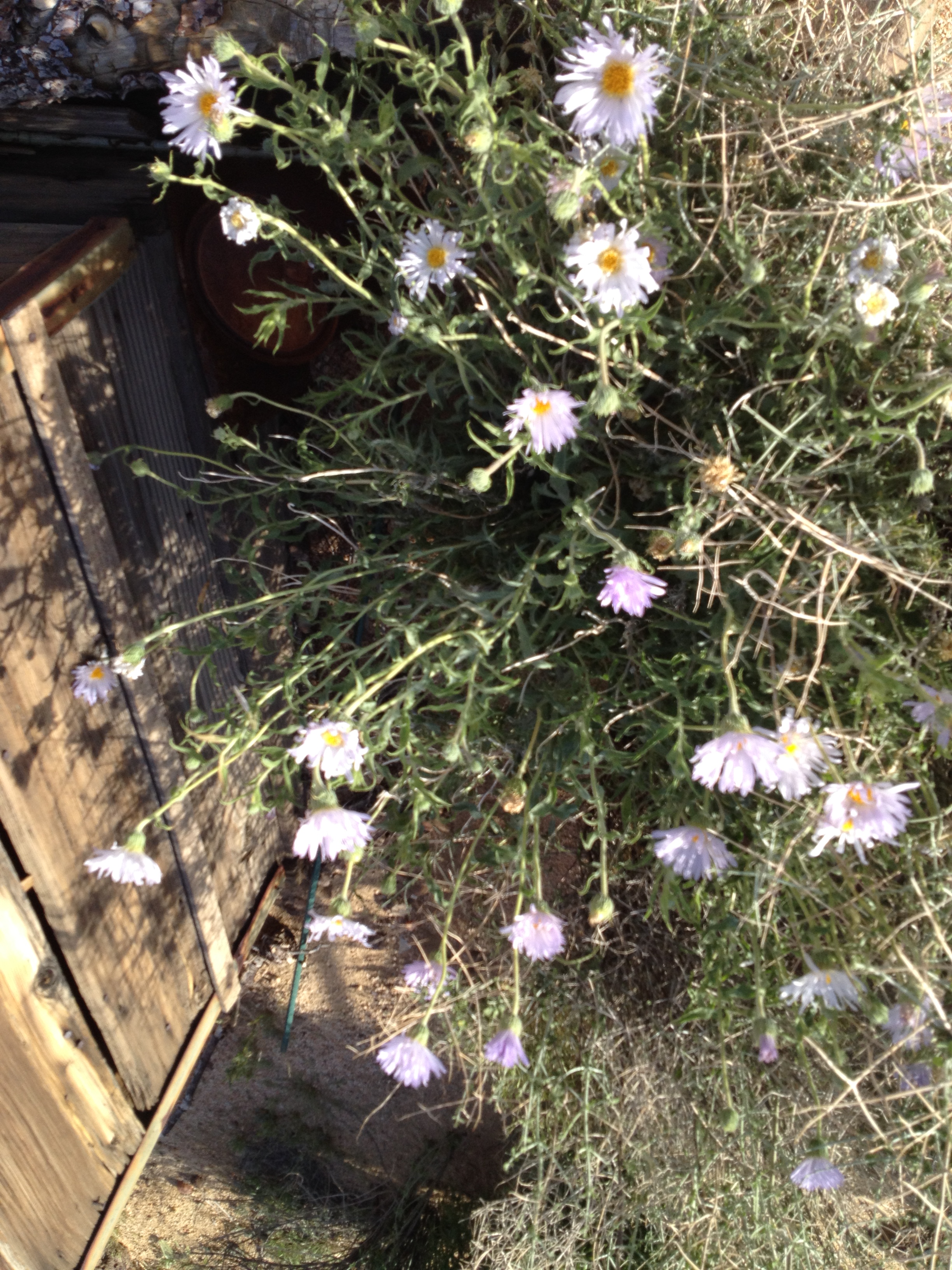 Mojave Astor, by historic outhouse, Jemez yard