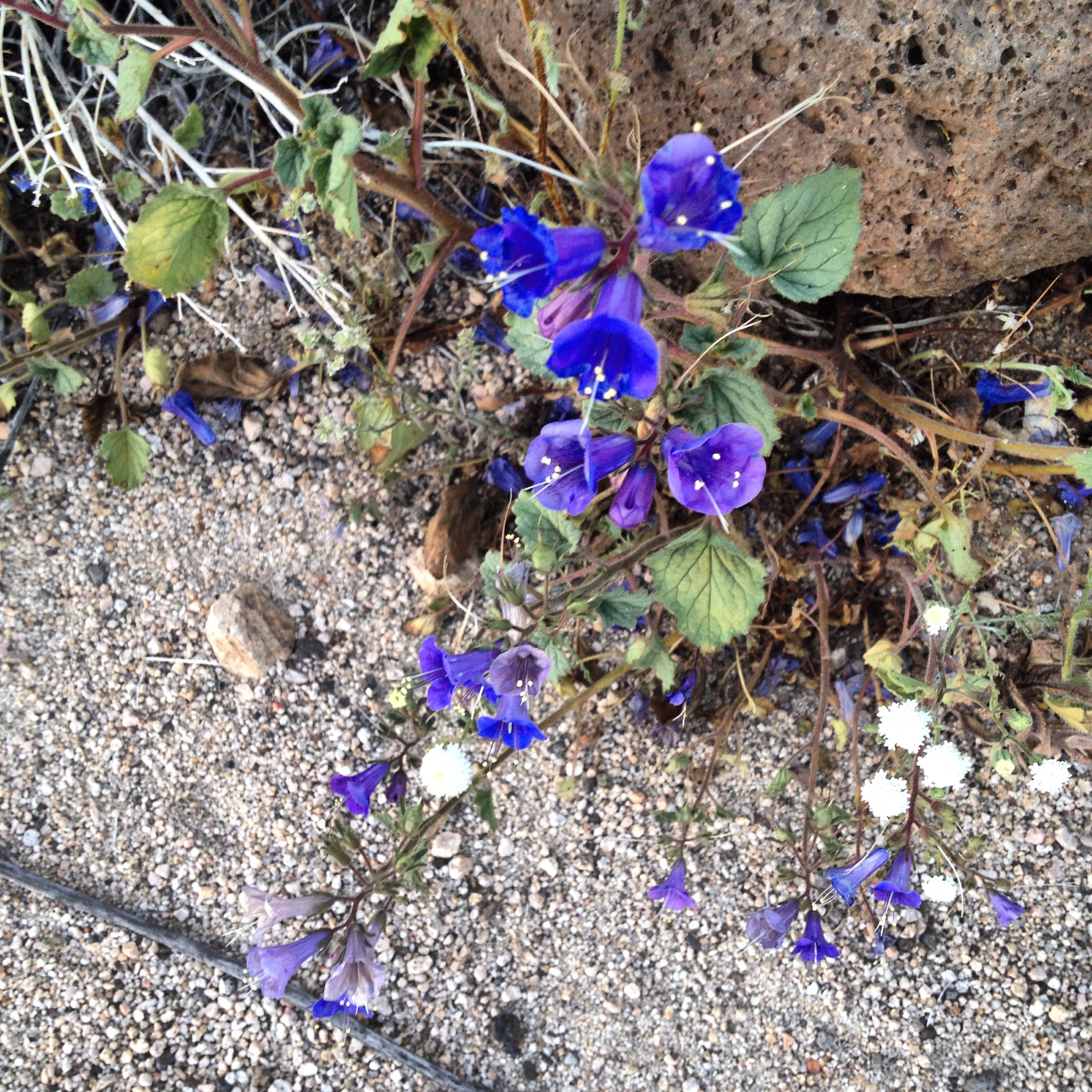 Canterbury Bells 2015