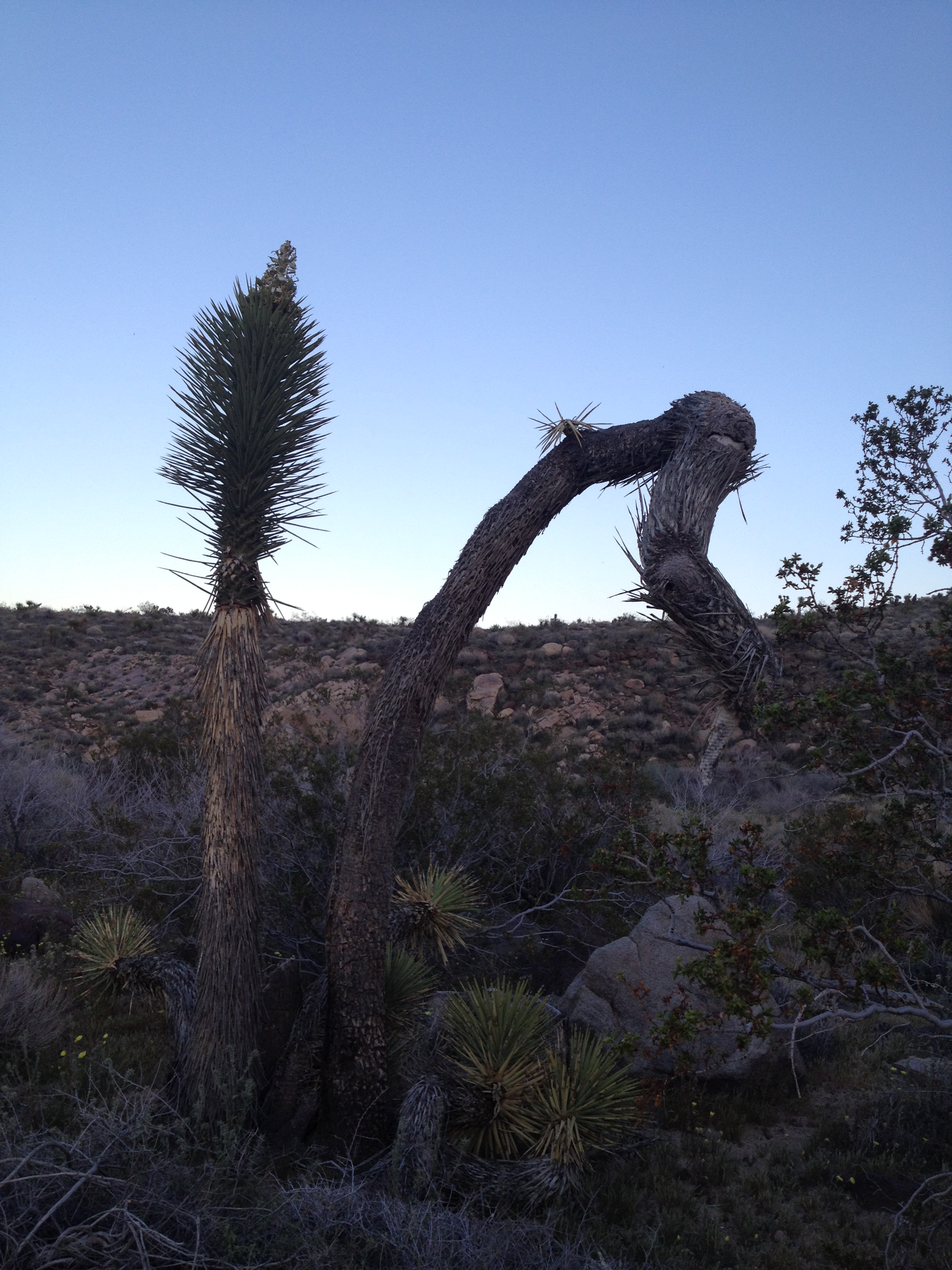 Find this Joshua Tree - on way to Rocking Chair Ranch Road