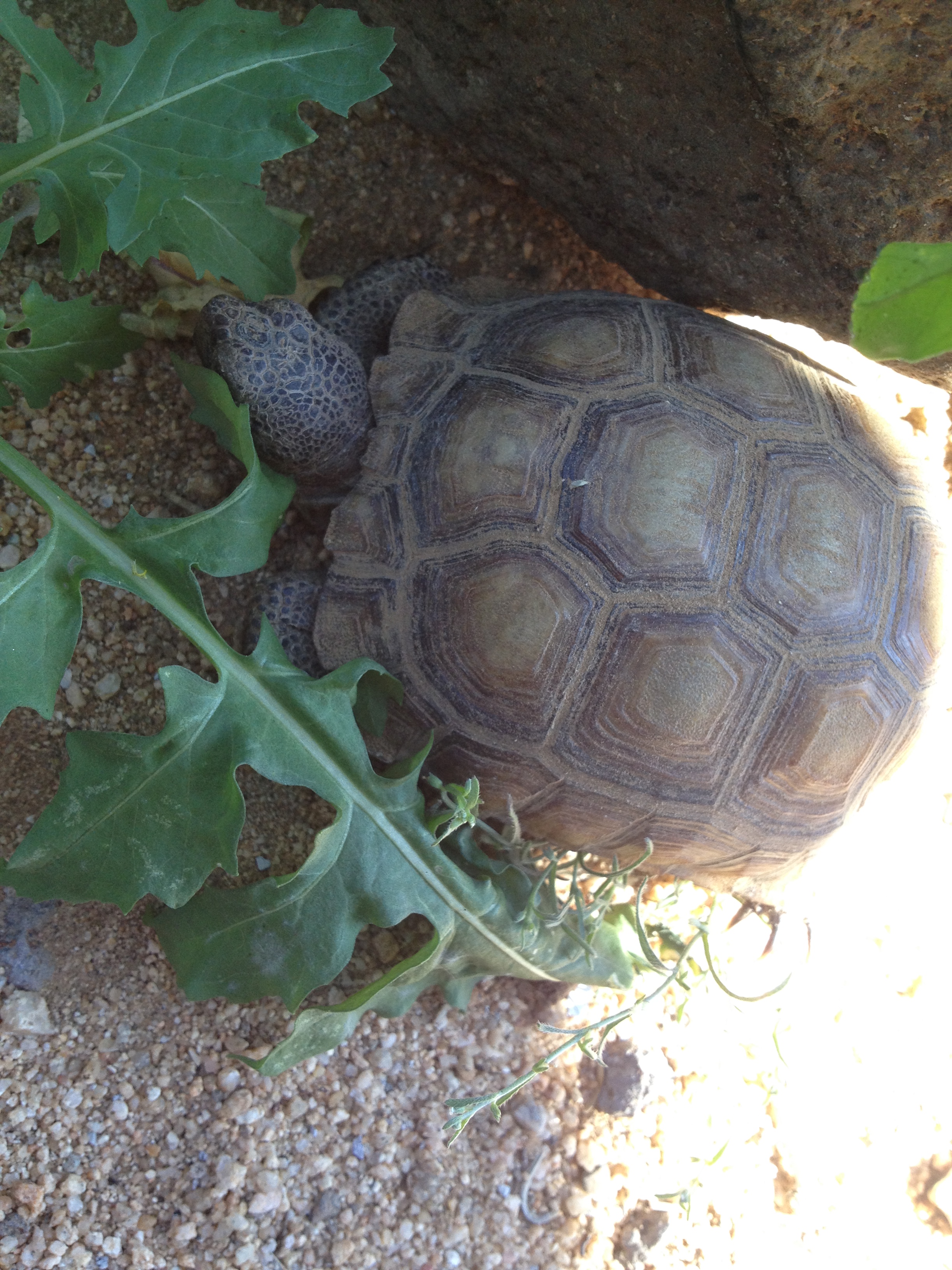 2015 Spring visitor was eating paint on house so we gave some lettuce