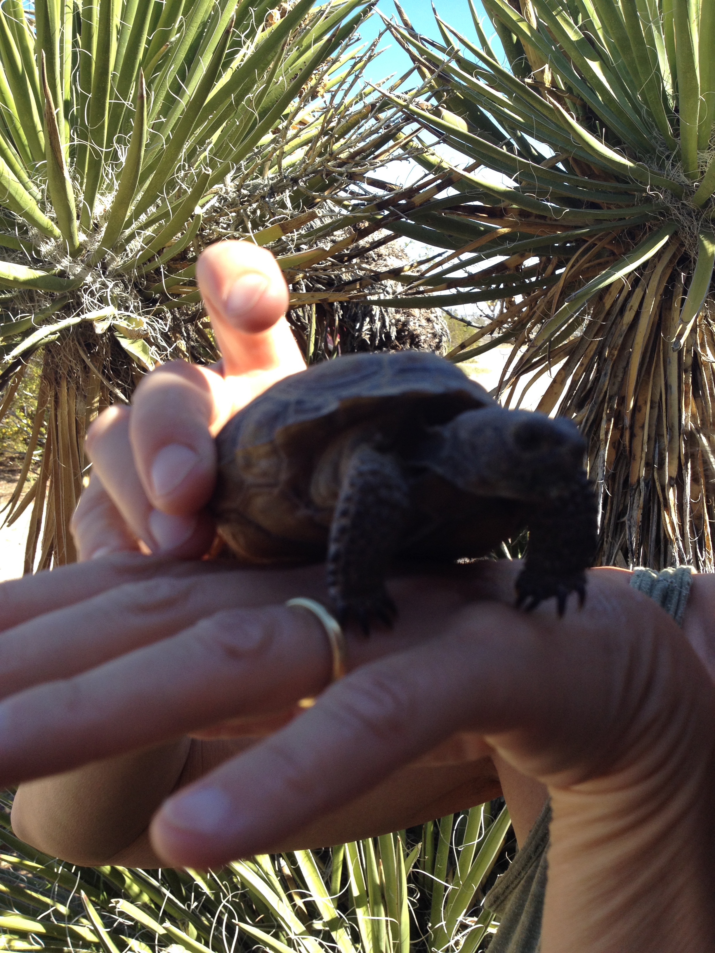 Margarete name the baby tortoise Hilde, after her Mom
