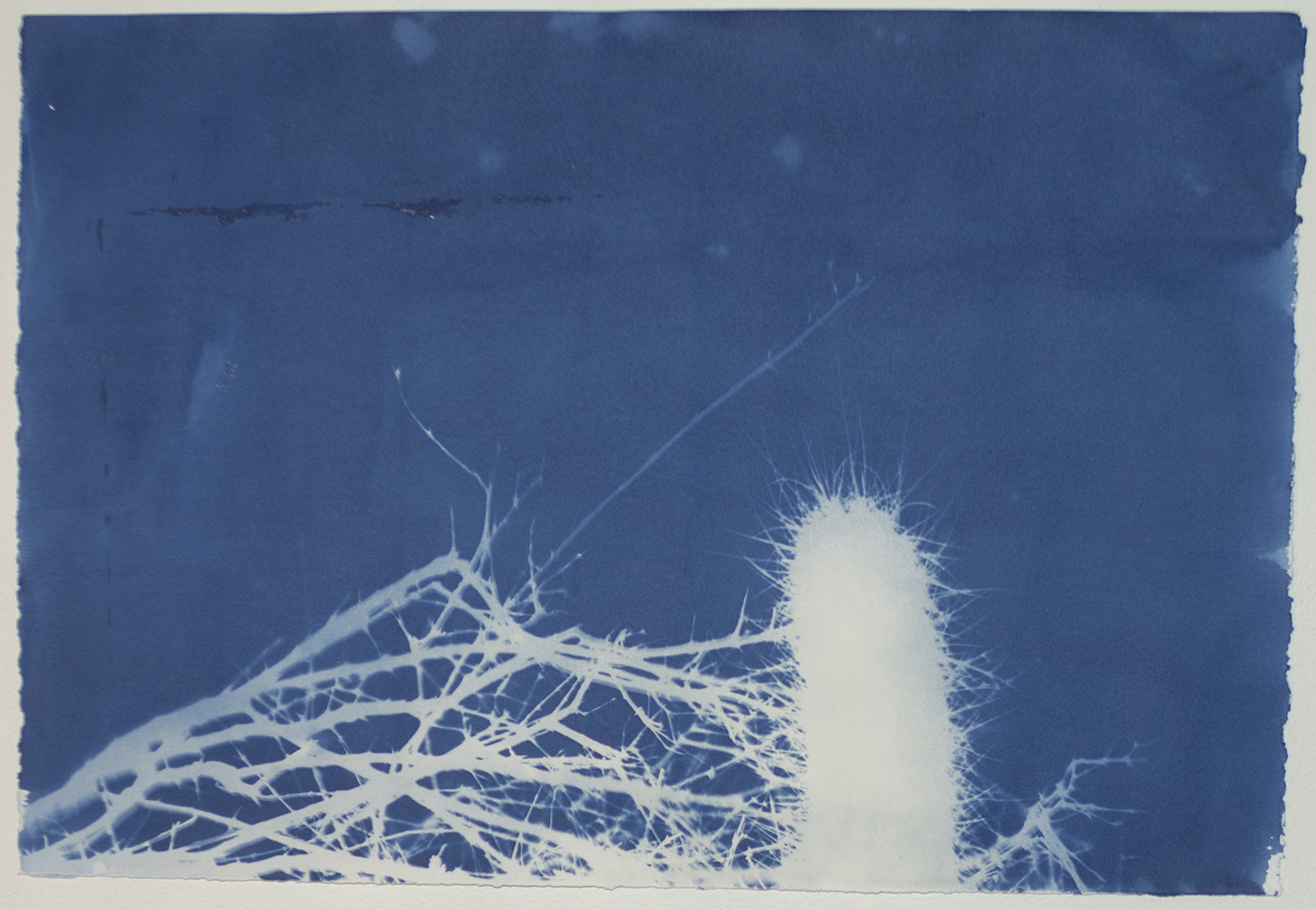 Madison_No10-HedgehogCactus.jpg