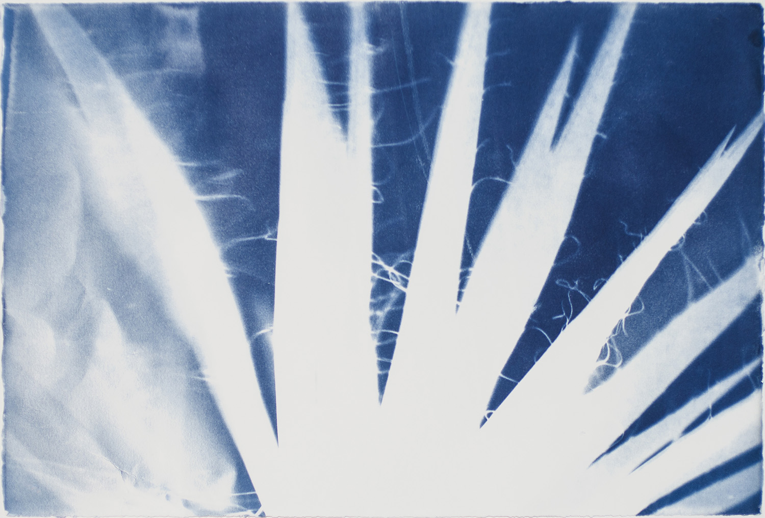 Madison_No71_yucca.jpg