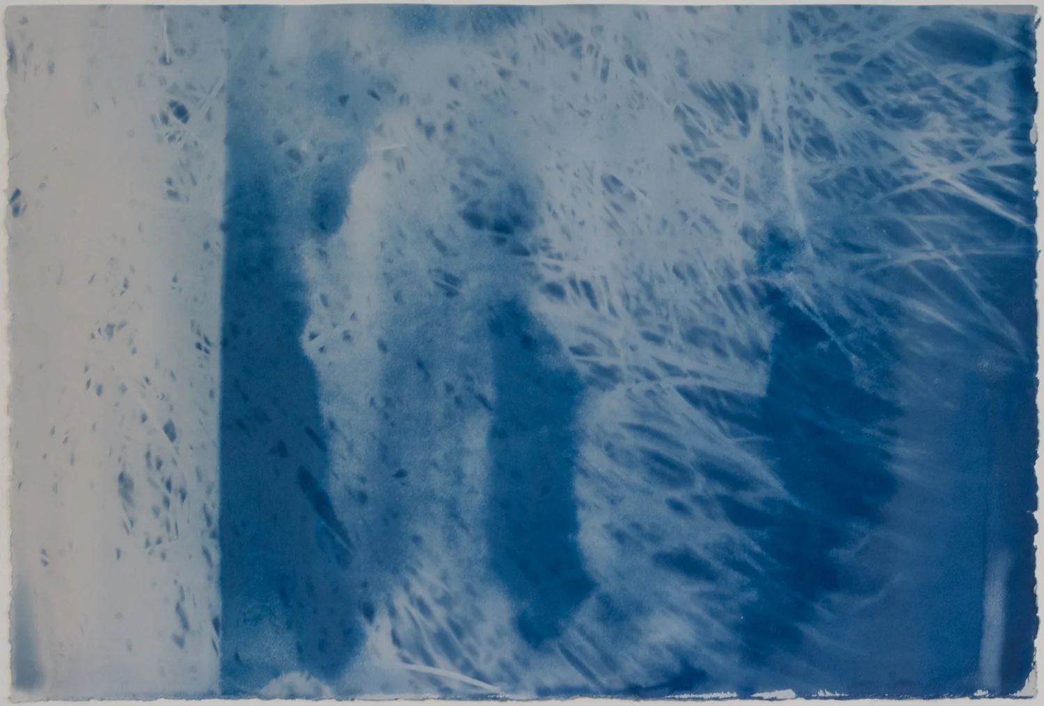 no. 78 Ephedra nevadensis, Mormon Tea 15” x 22” 2015
