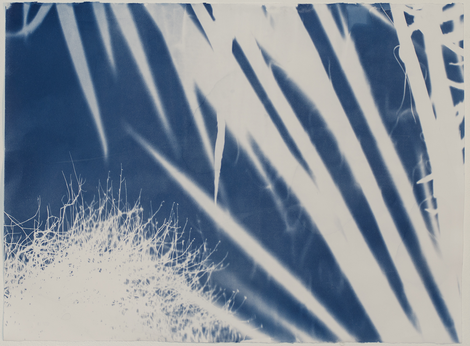 no. 181 Yucca scidigera 30” x 22” 2017