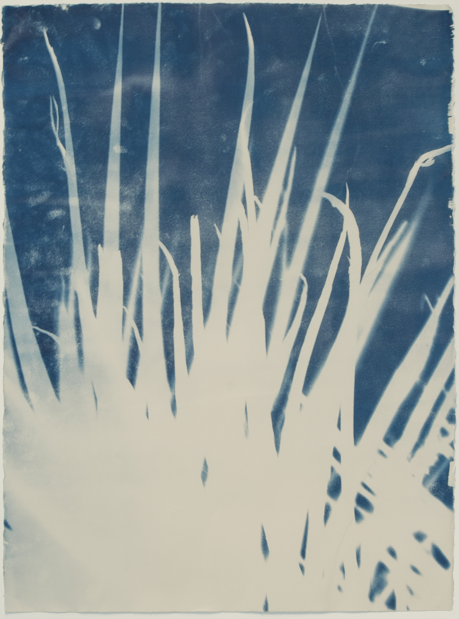 no. 180 Yucca schidigera 30” x 22” 2017