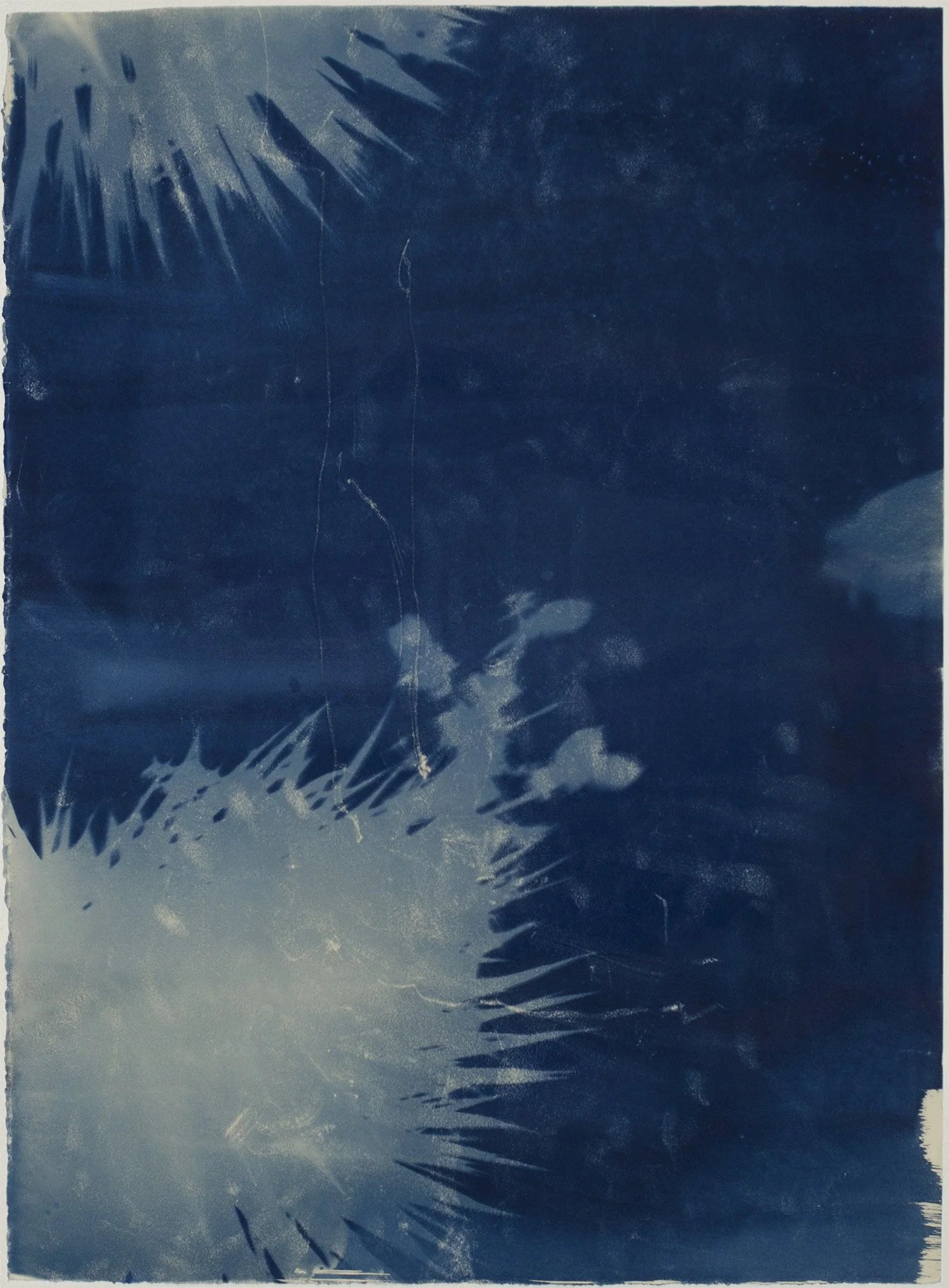 Madison_no122_joshuaTree.jpg