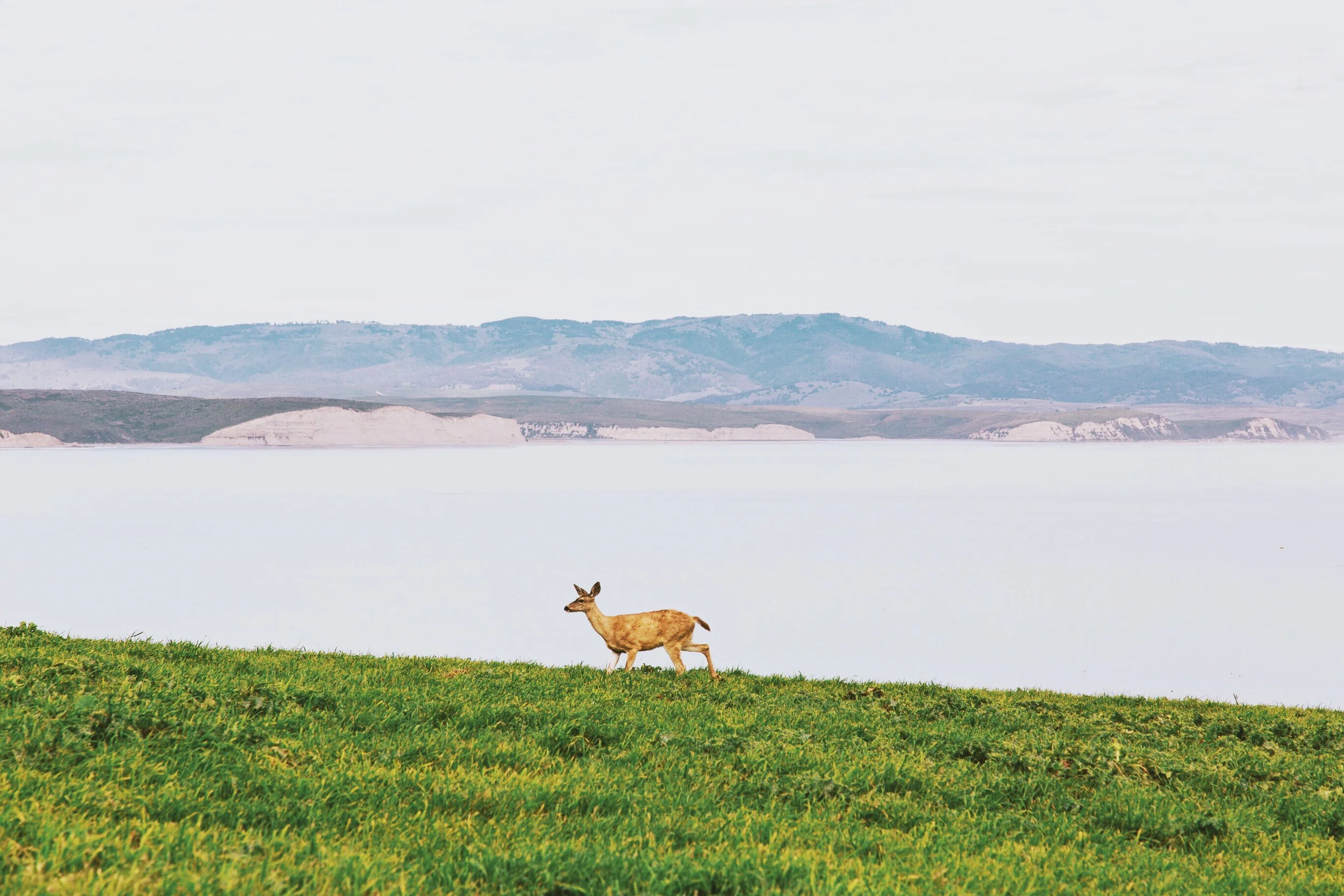 What is the significance of "Hind's feet"?