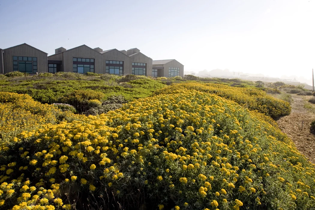 UC Santa Cruz: Long Marine Lab / Since Long Marine Lab's inception in 1997, JLJA has completed a series of landscape design projects for the UCSC outpost, a renowned marine research and education center which encompasses the Seymour Marine Discovery Center and the Center for Ocean Health. Assuring that the Lab's distinct programs and elements form a cohesive whole, JLJA has completed site planning and landscape plans for the site that emulate the native coastal bluff and coastal strand ecosystems. Site elements include outdoor exhibits of the natural environment, avian habitat and wildlife viewing opportunities, interpretive signage, public coastal trail, and gathering and picnic areas, as well as bio-swales, stormwater management, native plantings, and a seasonal pond. Work at the bluff edge site requires approval by the Coastal Commission, Department of Fish and Game, Division of the State Architect, UCSC Design Advisory Board, and University of California Regents. Photo : Sandra Ivany
