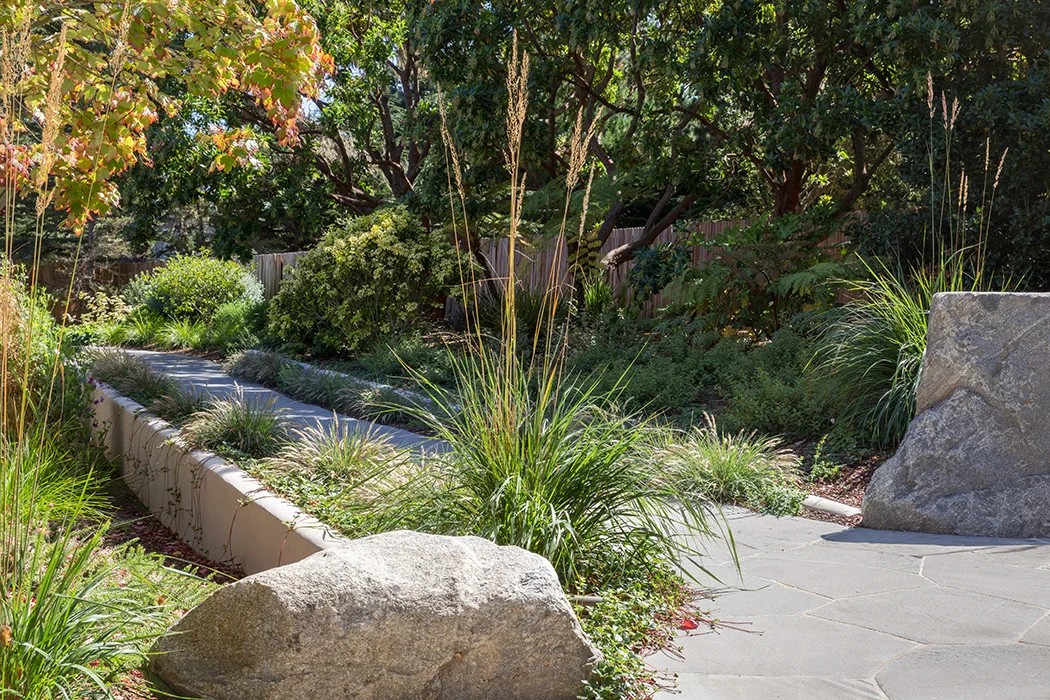 Pebble Beach II / Inspired by the coastal winds, and nicknamed "Easy Breezy" by the owner, this project is a play between opposites: movement and stillness, linear and curving, privacy and openness. The landscape design renovation focuses on an improved entry sequence that gradually reveals the front of the house in a graceful series of steps. The interior courtyard features a firepit, festoon lighting, and copse of hand-selected Japanese maples that both invite indoor/outdoor living and serve as a sculptural viewing garden. Facing the ocean, the landscape design creates drifts of coastal meadow grasses and dune plants that act as a "skirt" around the deck. Trees were strategically preserved to frame views of the ocean and Cypress Golf Course, while woodland drifts of ferns and evergreen shrubs were restored around the guest cottage. Discrete fencing throughout allows the family dogs free range; boulders hand-selected at a local quarry reference local coastal rock outcrops and provide slope stabilization. Photo: Lepere Studio
