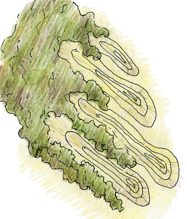 DUNE FORMATION.jpg