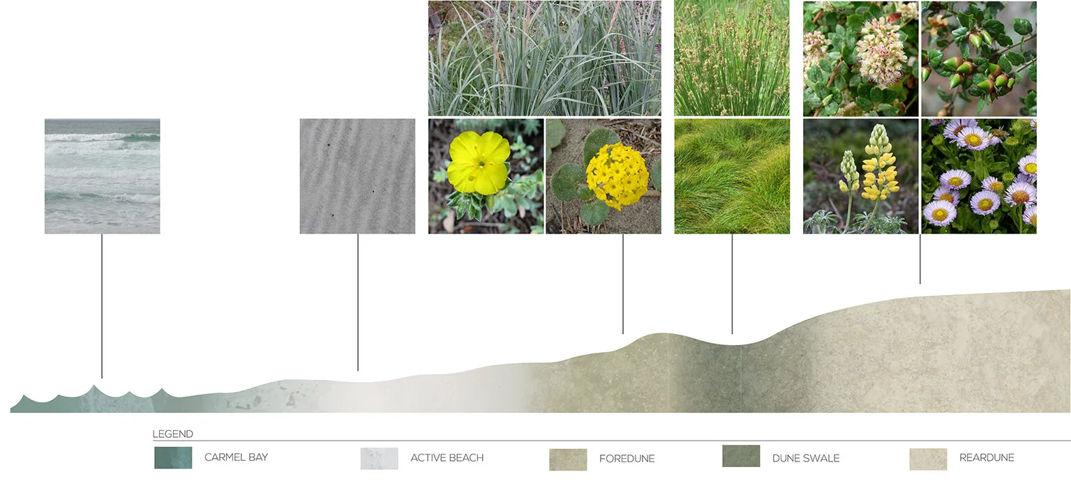 01-2017-02-10 White Sands_Landscape Packet_Unaltered Dune Diagram_sm.jpg
