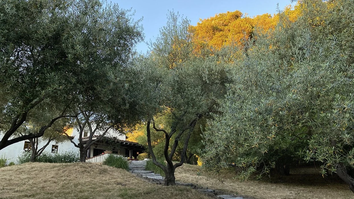   Client :&nbsp;Private client  Location :&nbsp;La Honda, CA  Dates :&nbsp;2001-2005  Size :&nbsp;40 acres  Architect :&nbsp; Fergus Garber Young Architects   Geotechnical Engineer :&nbsp; Bay Area Geotechnical Group &nbsp;(BAGG)  Aquatic Consultant 