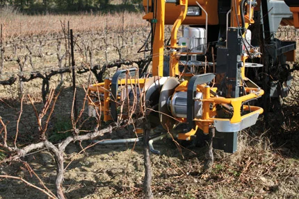 Vineyardfinalpruning.jpg