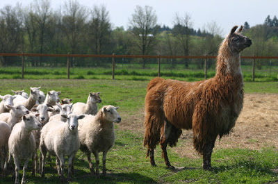 alpaca guard dog